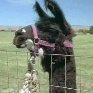 Meet your Posher, Wesley